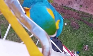 Macaw Visits Contractor Working From a Tall Tower