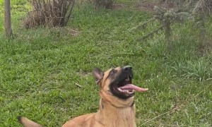 Branch is Just Future Stick to Dog