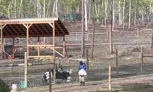 Territorial Ostrich Dances at Mom to Protect His Girlfriends
