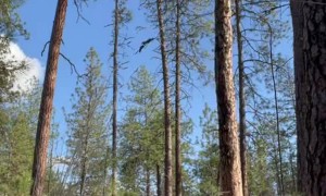 Tree Tipping Close Call