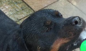Rottweiler Loves Being Sprayed by Hose