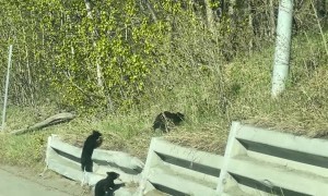 Black Bear Cubs Struggle to Get Up the Hill