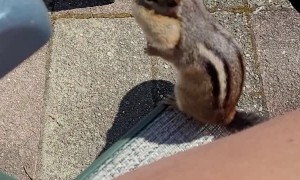Making Friends With a Chipmunk