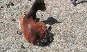 Foal Rescued From Hole