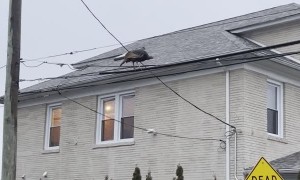 Turkey Walks on Telephone Wires