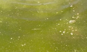 Blind Pet Duck Swims in Circles