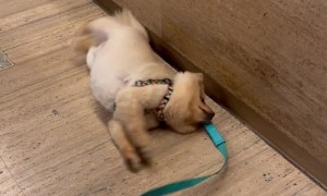 Stubborn Dog Perks Up for a Treat