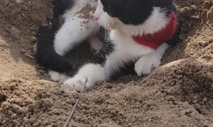 Barry the Cat Gets Buried at the Beach