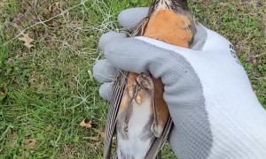 Rescuing a Bird Tangled in Plastic