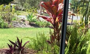 Cat Clicks While Staring at Birds Through Window