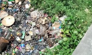 Group Rescues Injured Stray Dog