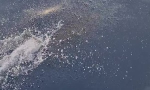 Boat Island Hopping Gets Close Encounter with a Dolphin Pod