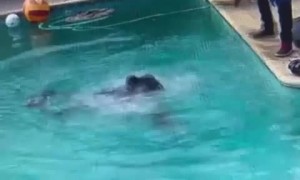 Man jumps fully dressed into pool to save drowning dogs