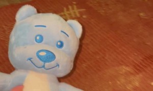 Fox Steals Stuffed Toy