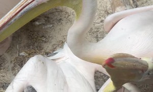 Pelican Bites at Glass in Edinburgh Zoo