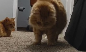 Cat Jumps at its Own Shadow