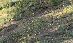 Bird Swallows Squirrel Whole