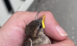 Woman Reunites Lost Baby Bird With Parents