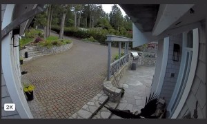 Pet Goose Gets Attacked by Eagle