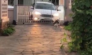 Pup Always Waits for Owner to Get Home