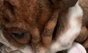 Newborn Puppy Finds Best Place For a Nap