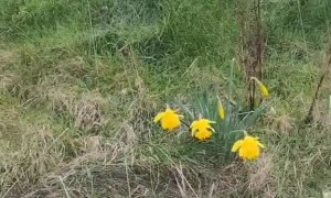 Little Girl Misnames Daffodils