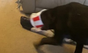 Playful Puppy Runs Around With KFC Bucket on His Head