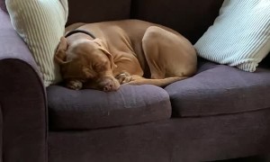 Pup Snores After a Long Day