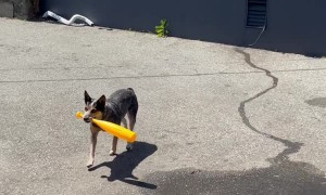 Have You Ever Seen a Dog that Plays Baseball?
