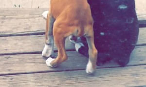 Boxer Has a Puppy Buddy
