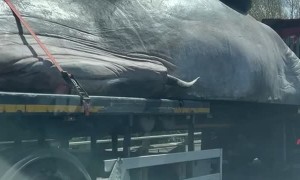 Transporting a Massive Whale Prop on the Highway