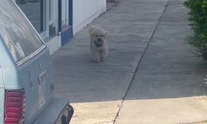 Pup Goes at His Own Pace