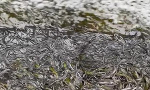 Baby Eels Migrating Up the Kenduskeag River