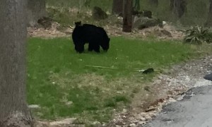 Mama Bear Carries Cub on Her Back