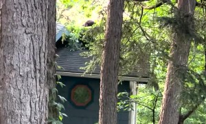 Black Bear Cub Feasts on Cherry Tree