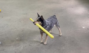 Baseball Dog Hits Home Run