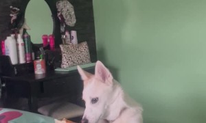 Pomsky Puppy Walks Around on Hind Legs