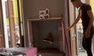 Pigeon Comes Out of Fireplace