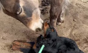 Rescued Mule Loves New Pup Pal