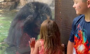 Bear and Kids Jump at the Zoo
