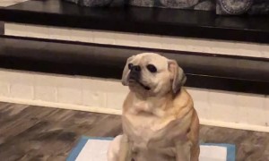 Pupper's Got Butt Itches