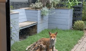 There's a Family of Foxes Living Under My Studio