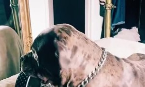 Dog Brings Bowl For Human's Food