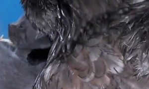 Kittens Snuggle Up to Mother Hen