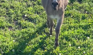 Waffles Thinks He’s Everyone’s Friend. Not Everyone Wants Him as a Friend.