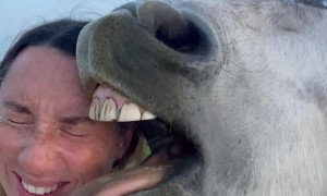Horse Gives Sloppy Kisses