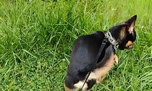 Hank Does Handstand While Doing Work