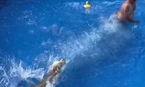 Labradoodle Slips on Pool Ladder