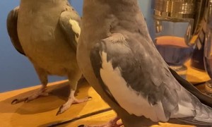 Cute Parrot Plays Peekaboo