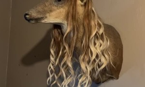 Deer With Extensions